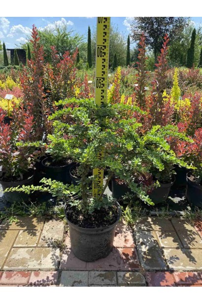 Барбарис Тунберга Грін Карпет - 5л/вис.50-60см/Ø50-60см